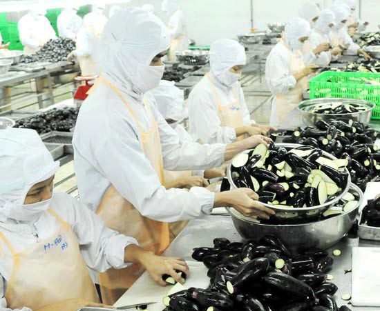 Eggplant processing for exports (Photo: SGGP)